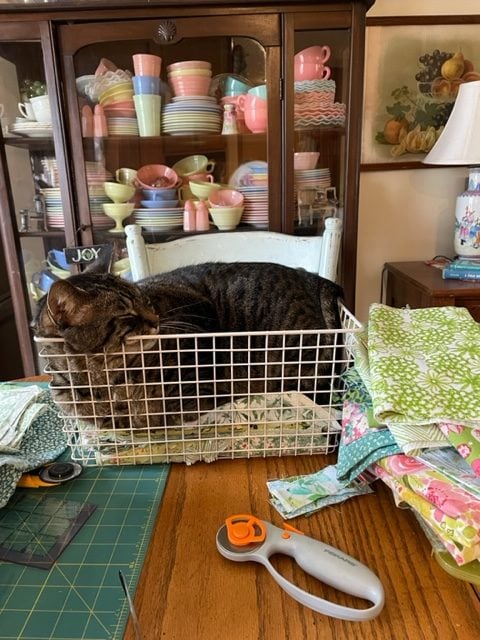 cat in a basket.