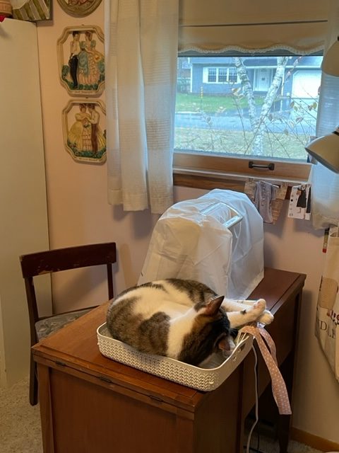 cat in a basket on a desk.