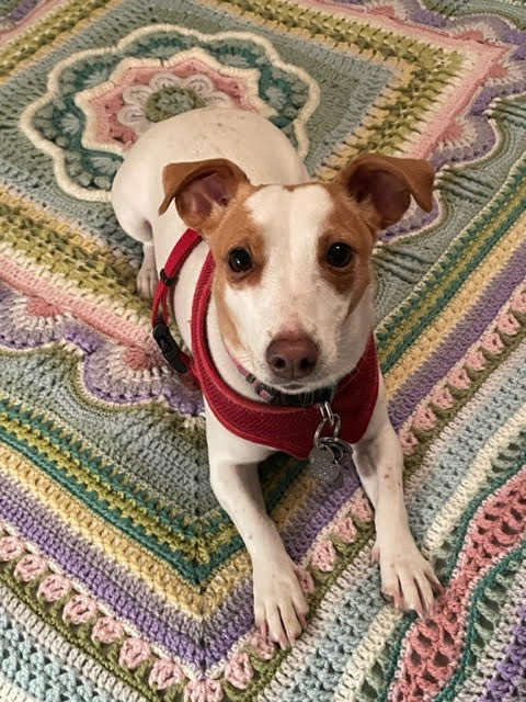 dog on a crocheted rug.