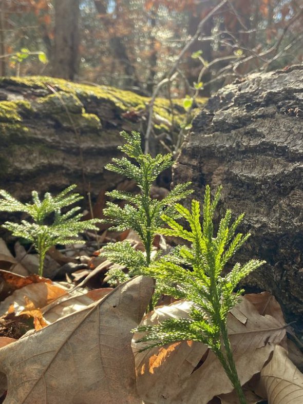 tiny evergreens.