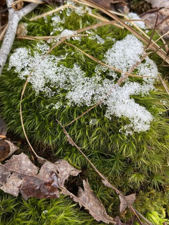 furry green moss topped with snow.