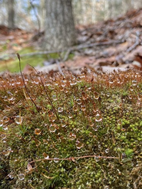 water droplets on moss.