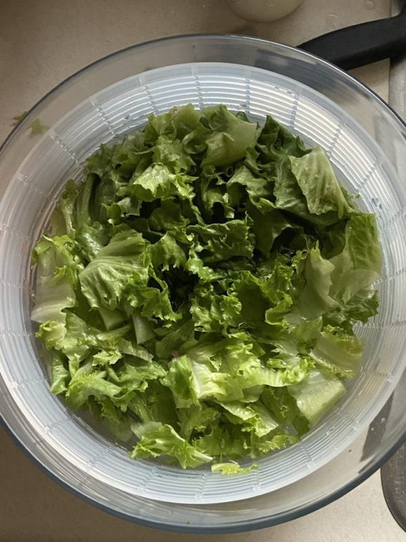 crisped lettuce.