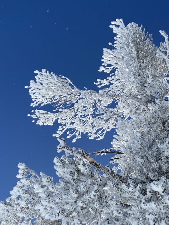 snowy tree branch.