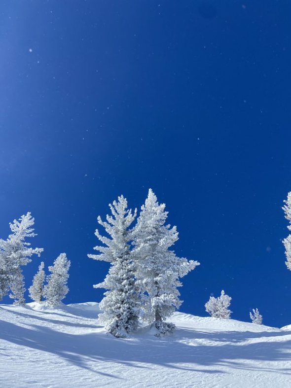 snowy trees under a blue sky.