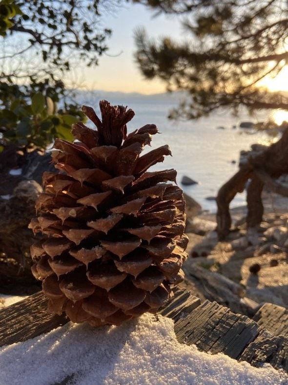 pinecone in sunshine.