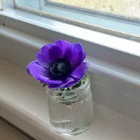 single purple flower.
