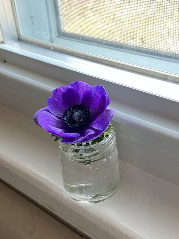 single purple flower.