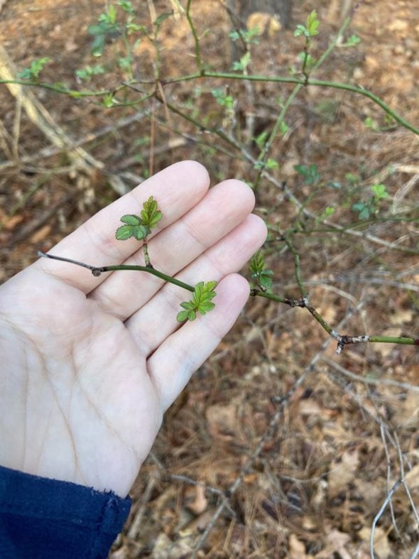 baby spring green leaves.