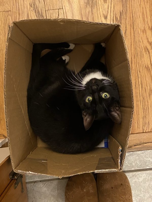 cat in a box.