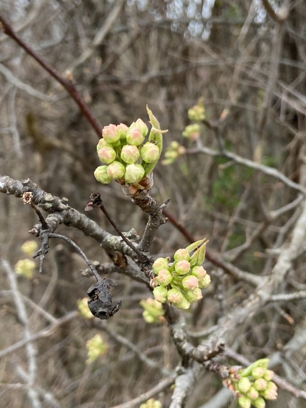 buds on a tree branch.