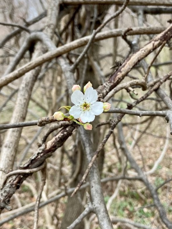 white tree blossom