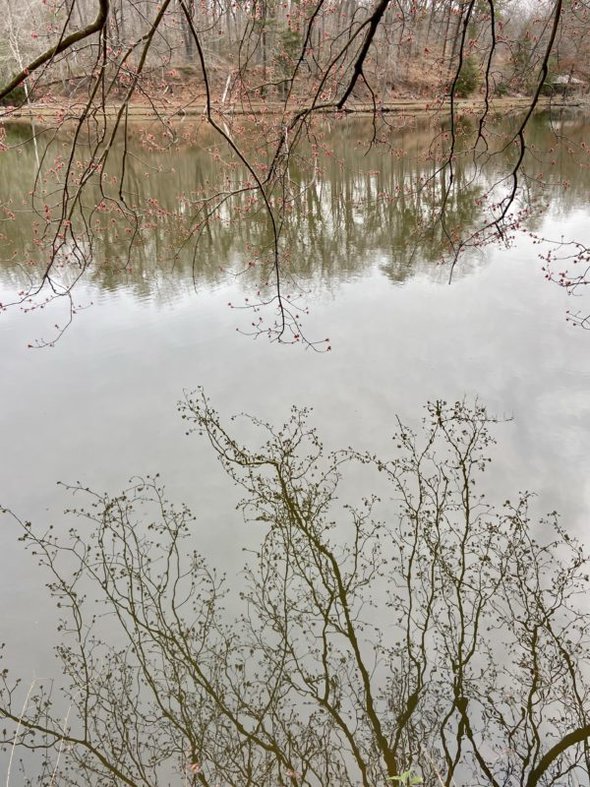 branches reflected in a lake.