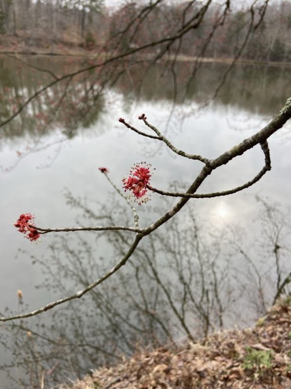 maple blossom.