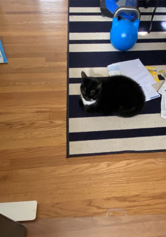 cat sitting on a rug.