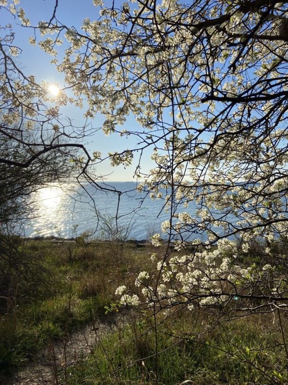 tree blossoms by the waterfront.