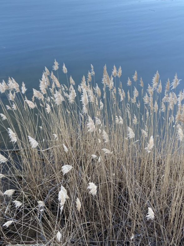 grasses by the water.