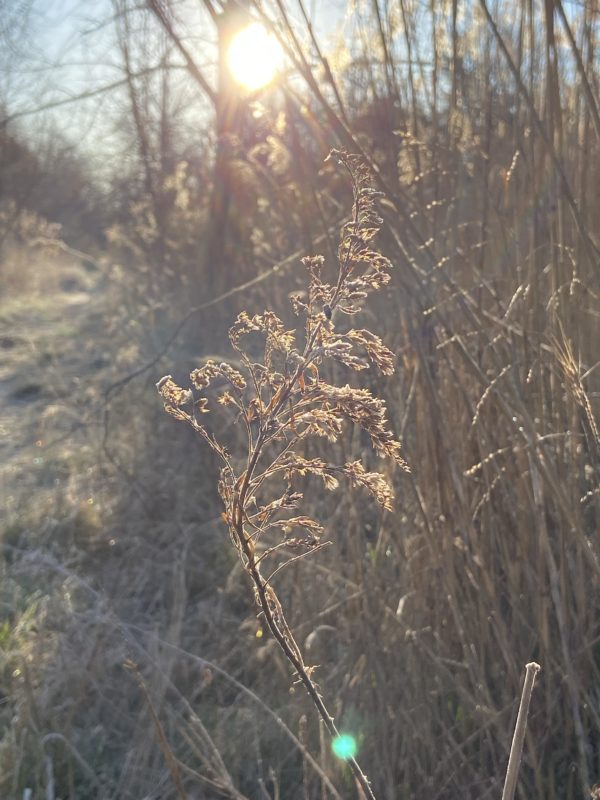 sunshine in woods.