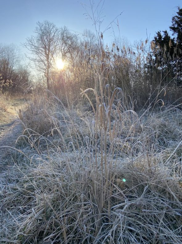 frosty morning.