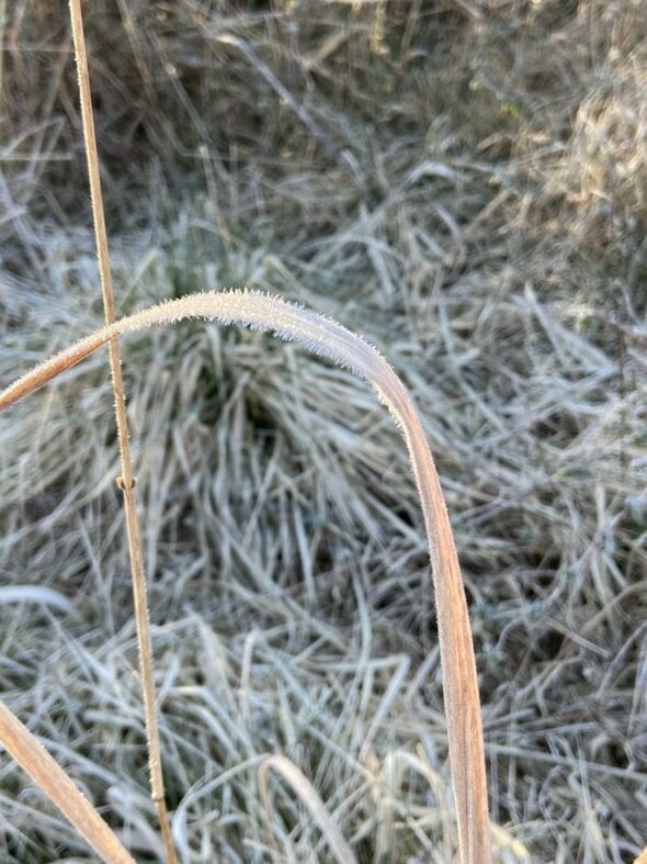 frost on grass.