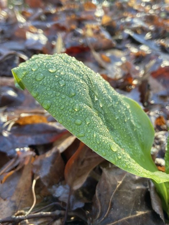 cabbag leaf with raindrops.