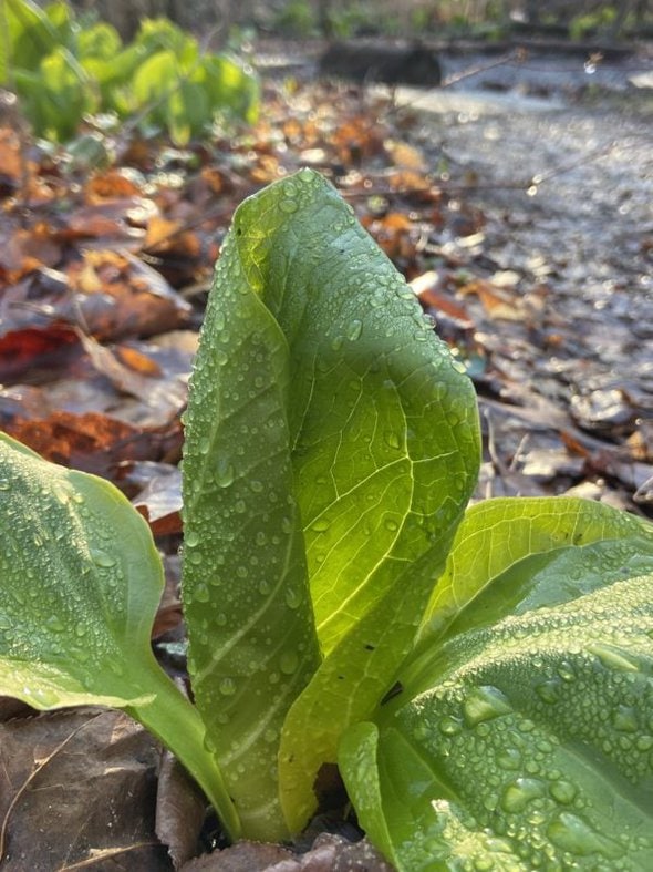 skunk cabbage.