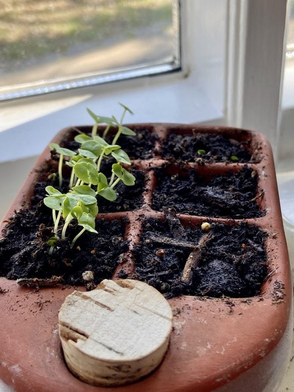 basil seedlings.