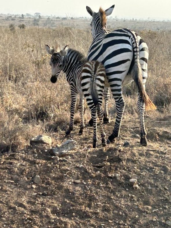baby zebra.