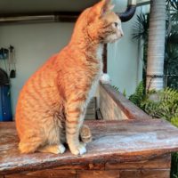orange cat.
