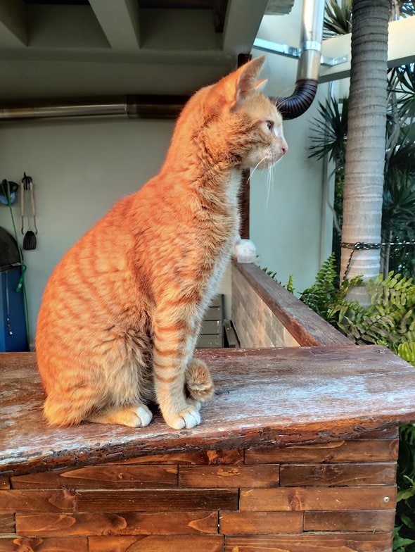 orange cat.