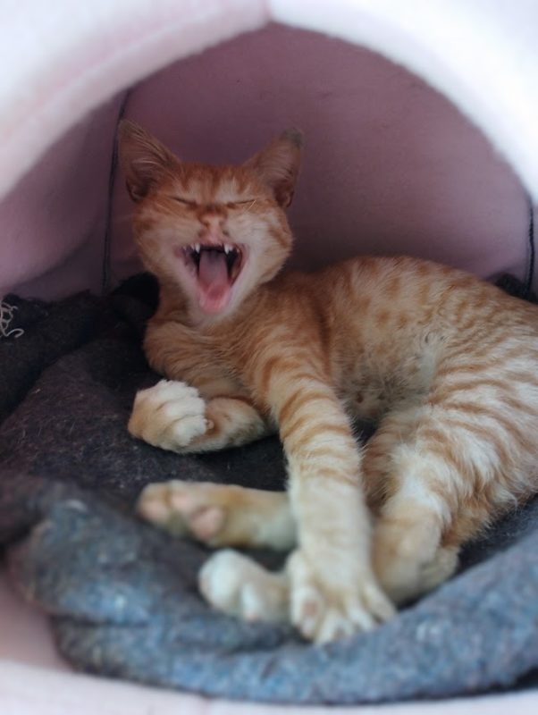 yawning cat.