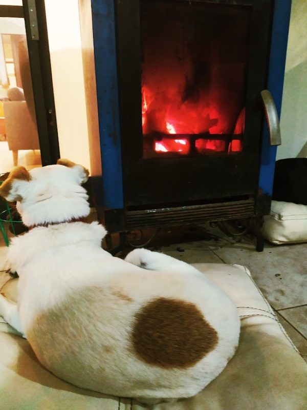 dog by fire.