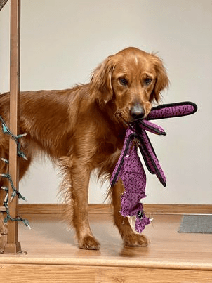 dog with a toy.