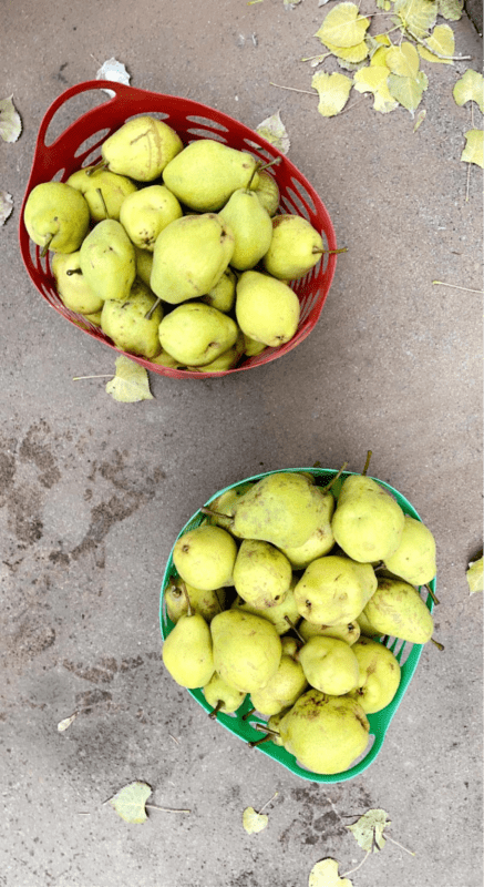 buckets of pears.