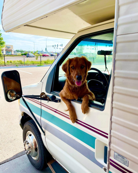 dog in RV.