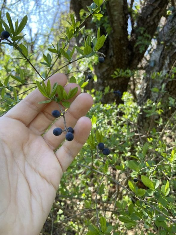 tiny blue berries.