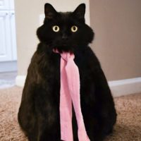 black cat.