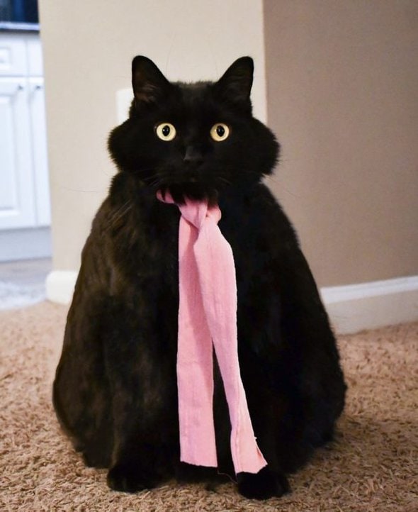 black cat.
