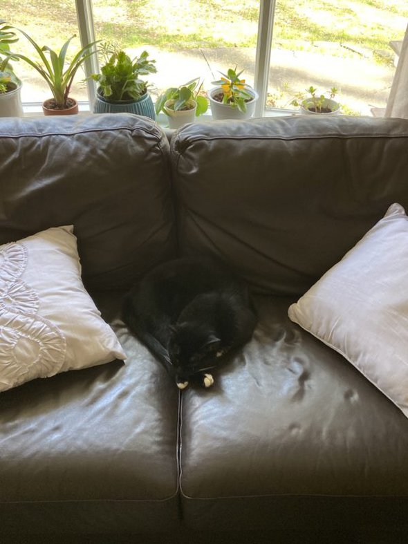 cat on sofa.