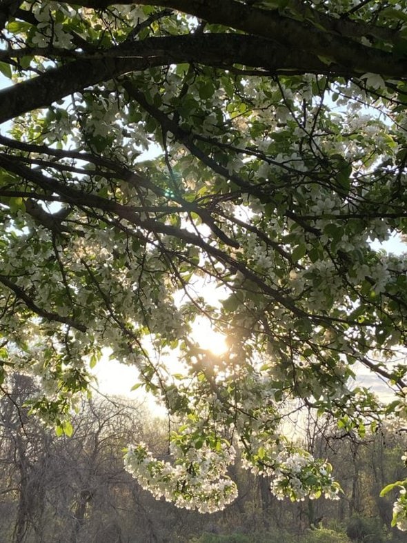 spring blossoms.