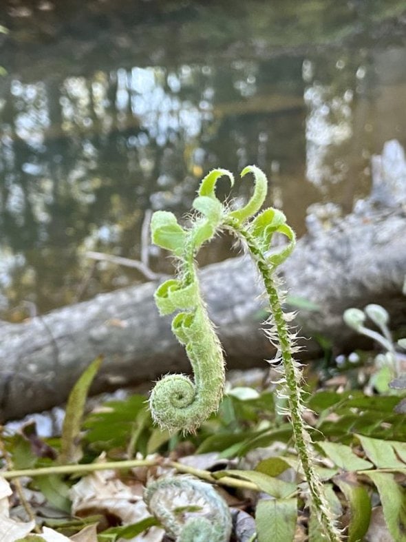 spring fern.