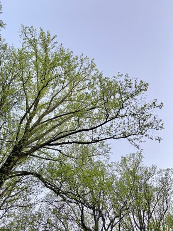 tulip poplar in spring.