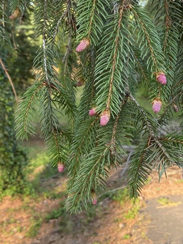 pine needles.