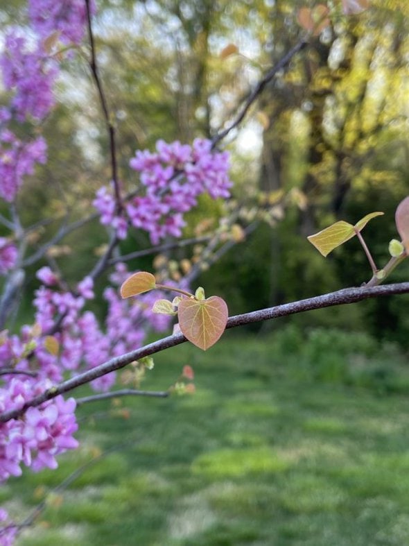 redbud leaves.