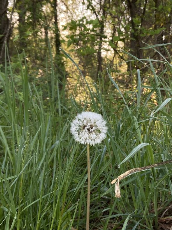 dandelion bloom.