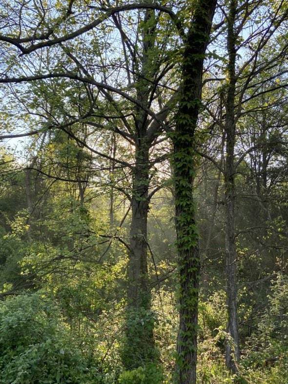 sunlight through the trees.