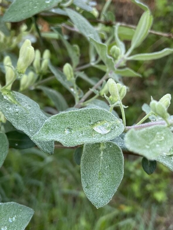 droplet on leaf.