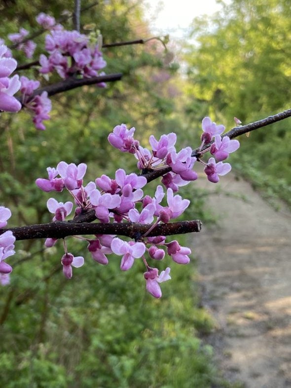 redbud tree blooms.