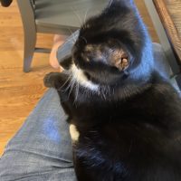 cat on lap.