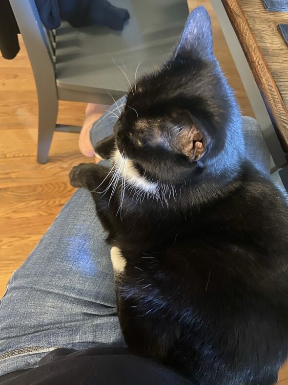 cat on lap.